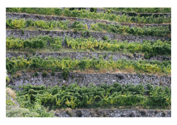Cinque Terre terraces