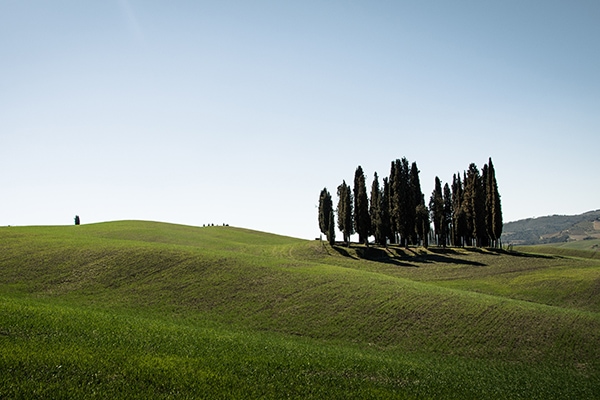 montalcino tuscan hills and cypress trees