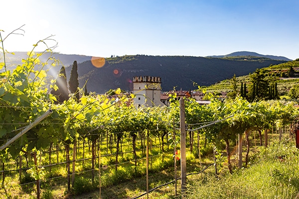 montalcino vineyard