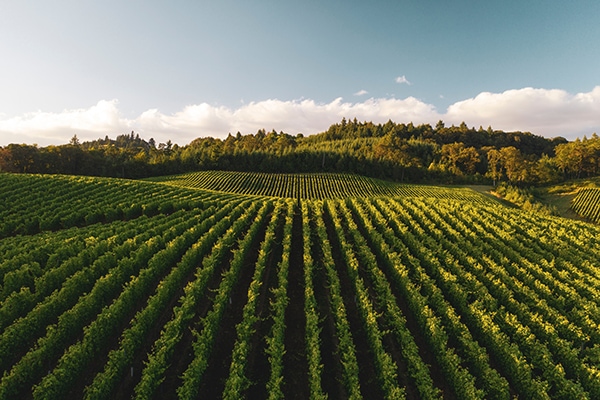 montalcino vineyard